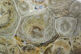 Polished Fossil Coral (Actinocyathus) - Morocco #100610-1